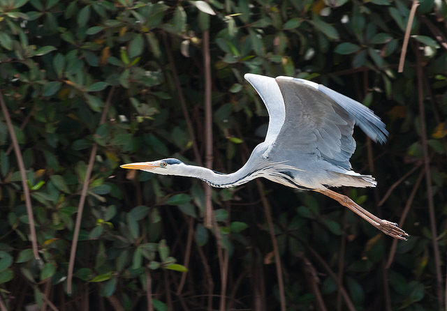 Gambia C56AVT C5AVT DX News Gambia C56AVT C5AVT DX News