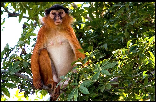 Гамбия C56XA DX Новости Гамбия C56XA DX Новости