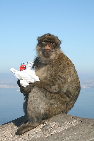 ZB2X Гибралтар ZB2X Гибралтар