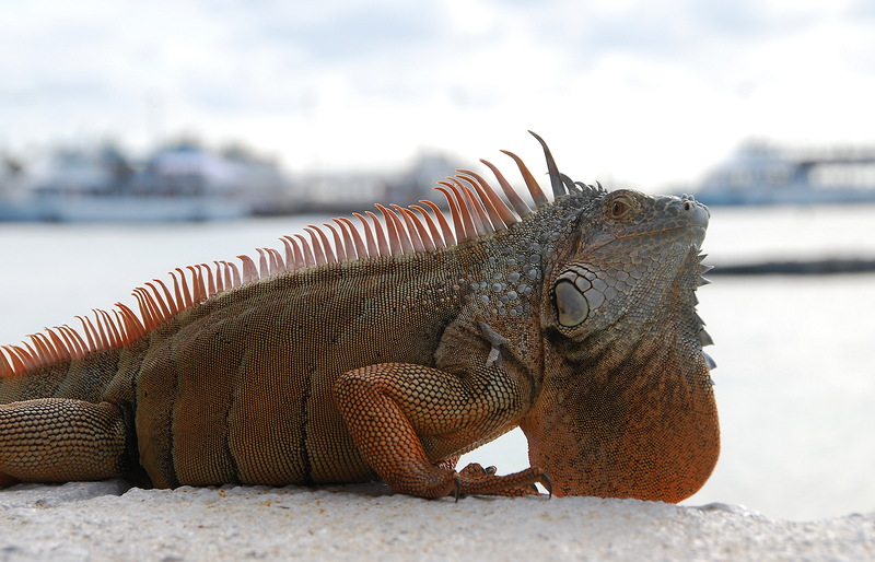 Grand Cayman Island Cayman Islands ZF2GG