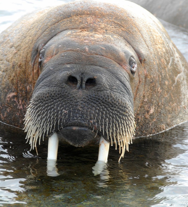 Гренландия OX4OK Морж Гренландия OX4OK Морж