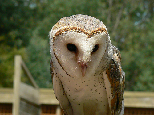 Гренландия OX6YL Гренландия OX6YL