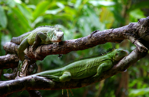 Гваделупа DX Новости FG4NN Гваделупа DX Новости FG4NN