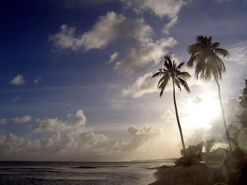 Guadeloupe Island TO11A