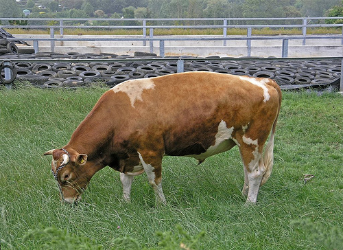 Guernsey Island  Guernsey Island