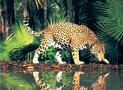 Guyana 8R1EA  Guyana 8R1EA