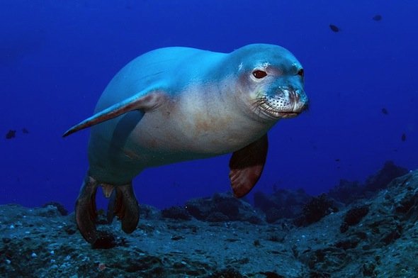 Гавайские острова KH6/VK2IR KH6/VK2NN DX Новости Гавайские острова KH6/VK2IR KH6/VK2NN DX Новости