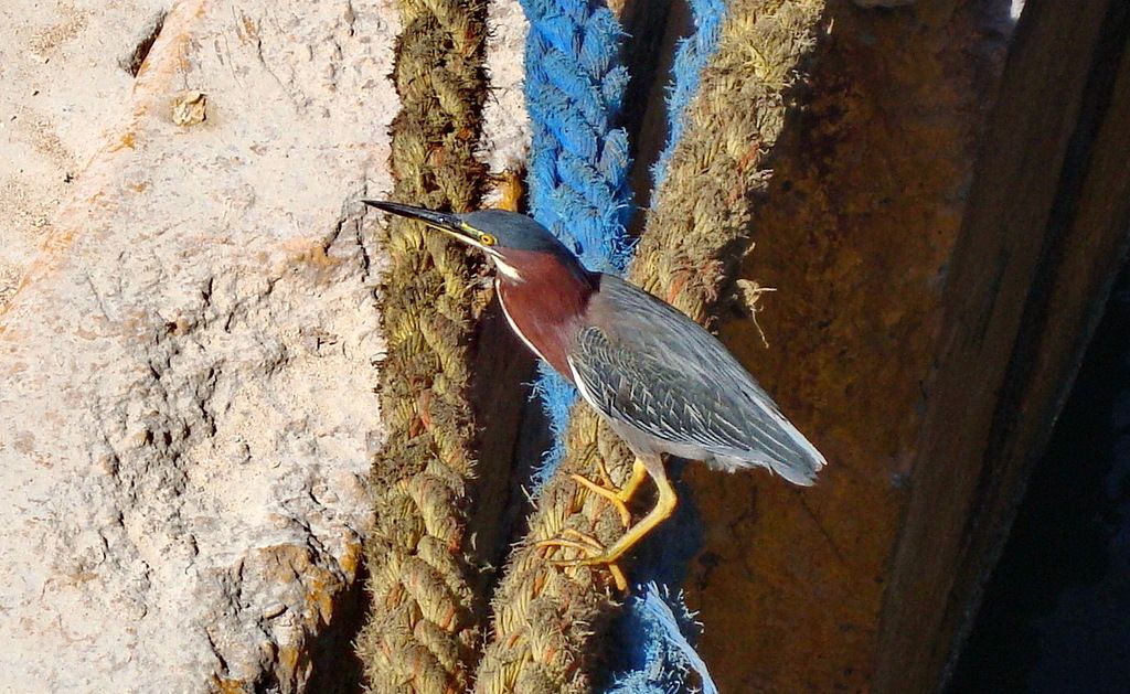 Гондурас HR2/NO7B  Гондурас HR2/NO7B