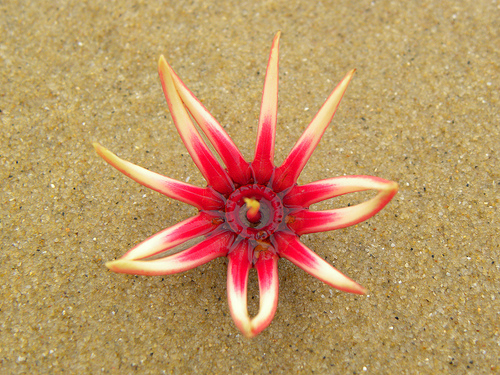 Iriomote Island Iriomote Island