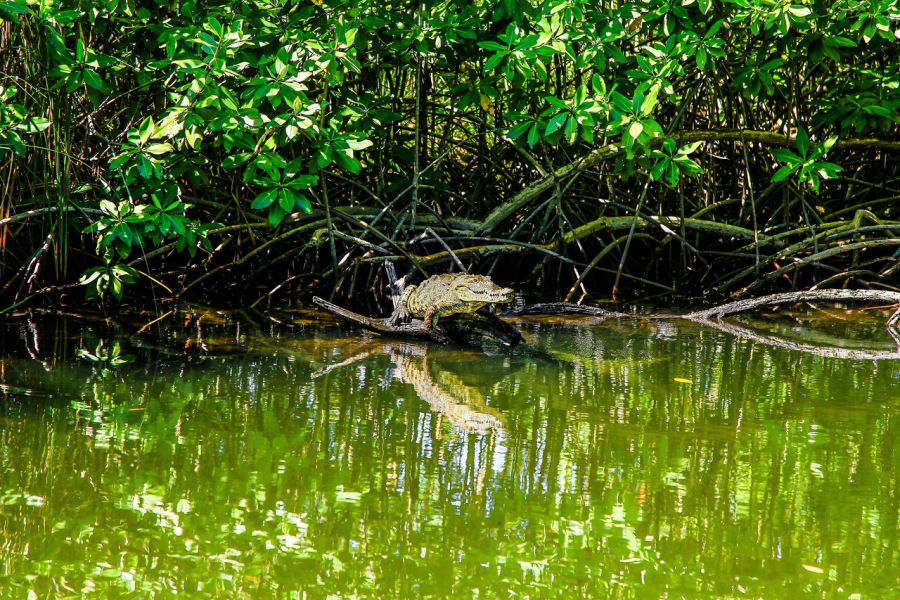 Ямайка 6Y5/W8ERI Туристические достопримечательности Ямайка 6Y5/W8ERI Туристические достопримечательности