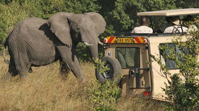 Слон Кения 5Z4/G4OHX Слон Кения 5Z4/G4OHX