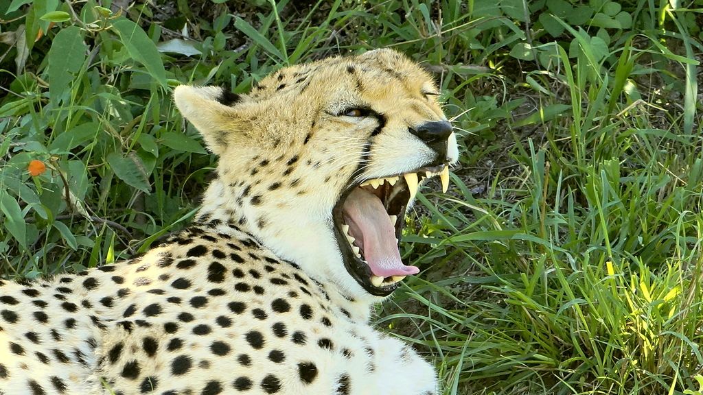 Kenya 5Z4/EA4RF Tourist Attractions