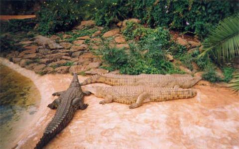 Kenya 5Z4/IZ4AKS Crocodile Farm Kenya 5Z4/IZ4AKS Crocodile Farm