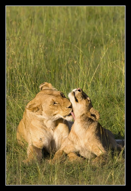 Кения 5Z4/JA7SGV Кения 5Z4/JA7SGV