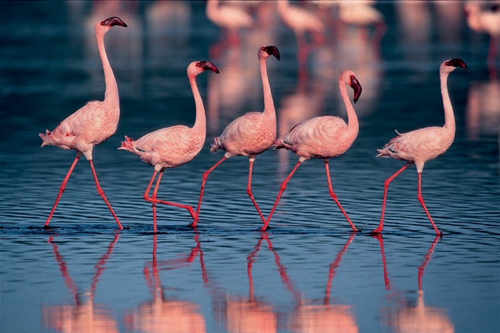 Kenya 5Z4/JH0CJH  Kenya 5Z4/JH0CJH