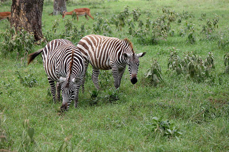 Kenya 5Z4/VE2FTT DX News