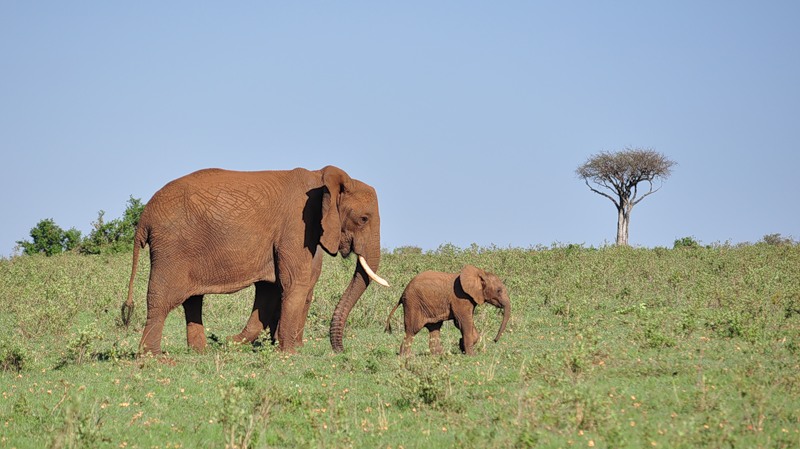 Kenya 5Z4EE Elephants Kenya 5Z4EE Elephants