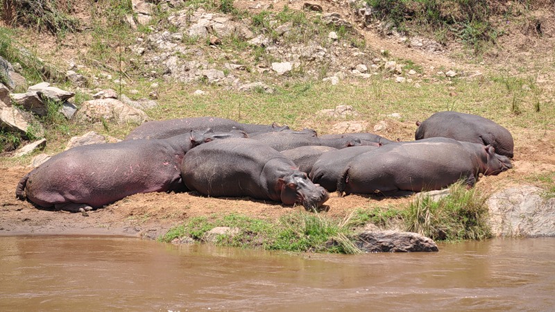 Kenya 5Z4EE Hippo Kenya 5Z4EE Hippo