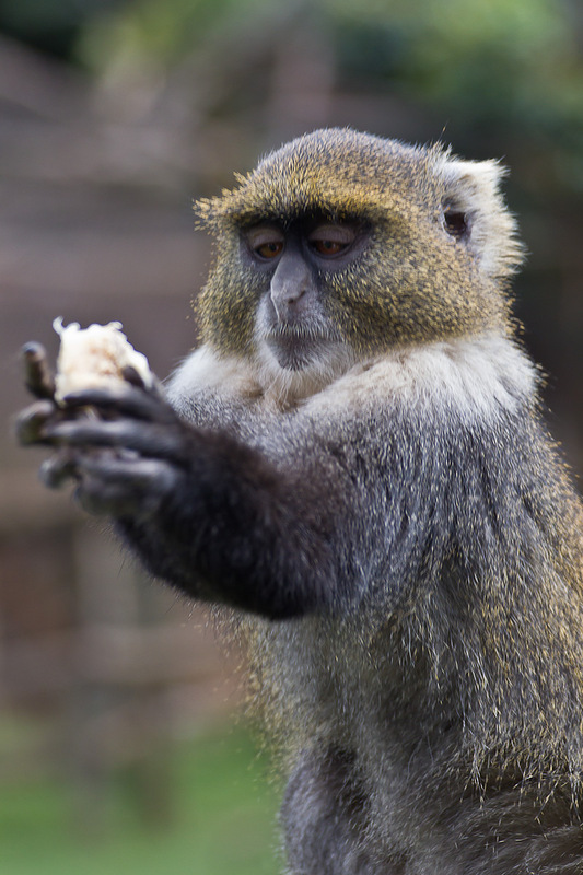 Kenya 5Z4EE CQ WW RTTY Contest 2012 DX News Kenya 5Z4EE CQ WW RTTY Contest 2012 DX News