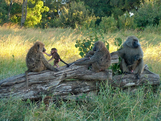 Kenya 5Z4HW Kenya 5Z4HW