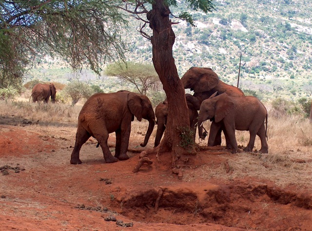 Kenya 5Z4HW DX News Kenya 5Z4HW DX News