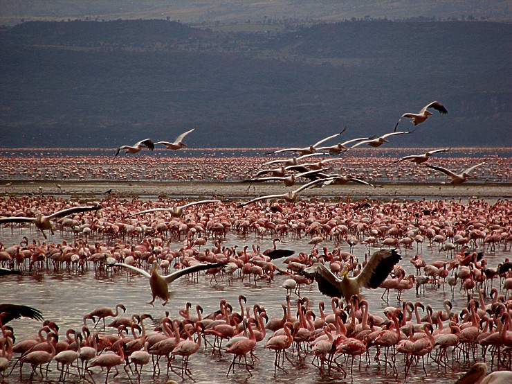 Kenya 5Z4LS National Park Flamingo Kenya 5Z4LS National Park Flamingo