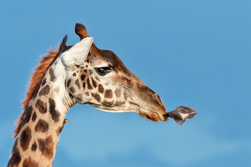 Кения DX Новости 5Z4/JA7SGV Кения DX Новости 5Z4/JA7SGV