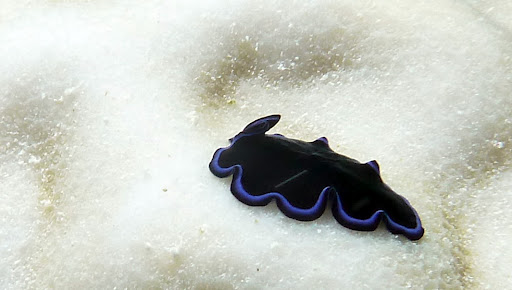 Остров Корор T88WG DX Новости Остров Корор T88WG DX Новости