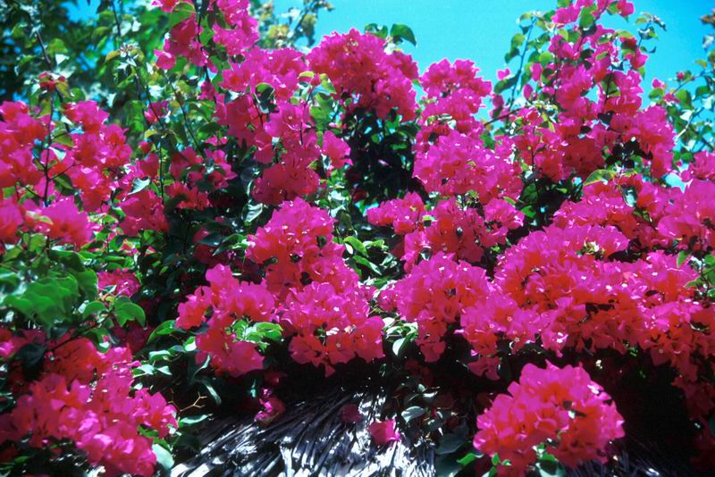 Lamu Island 5Z4/IZ7ATN/P DX News