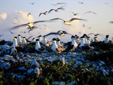 Layang Layang Island 9M0L DX News Layang Layang Island 9M0L DX News