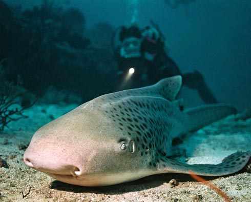 Остров Лолоата Папуа Новая Гвинея DX Новости P29VCX Остров Лолоата Папуа Новая Гвинея DX Новости P29VCX