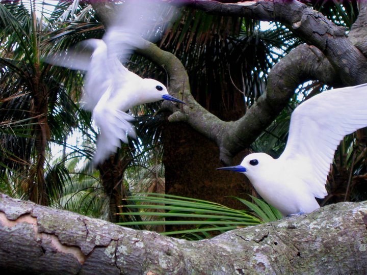 Остров Лорд Хау VK5CP/9 DX Новости Остров Лорд Хау VK5CP/9 DX Новости