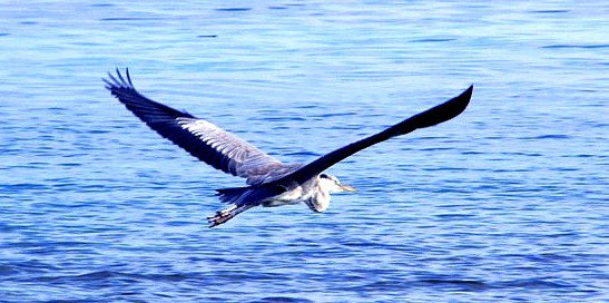 Maafushi Island Kaafu Atoll Maldive Islands DX News 8Q7HU