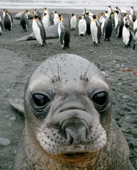 Macquarie Island VK0M/ZL4DB/P  Macquarie Island VK0M/ZL4DB/P