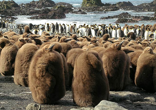 Macquarie Island Macquarie Island