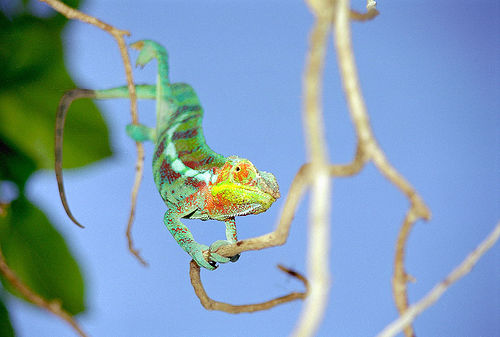 Madagascar Island 5R8RJ Madagascar Island 5R8RJ