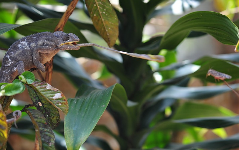 Madagascar Island 5R8XB Madagascar Island 5R8XB