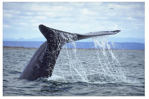 Остров Магдалена Мексика XF1HUQ Остров Магдалена Мексика XF1HUQ