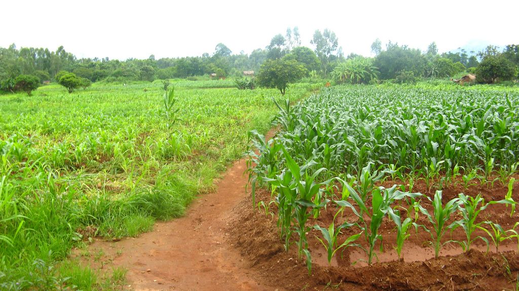 Malawi 7Q7Q DX News Malawi 7Q7Q DX News