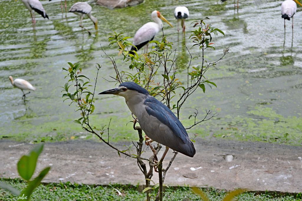 Малайзия 9M2/JF6FWS Малайзия 9M2/JF6FWS