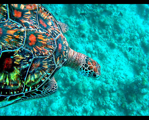 Maldive Islands 8Q7TH Maldive Islands 8Q7TH