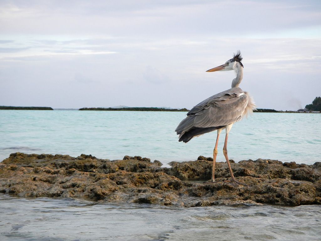 Maldive 8Q7SM Maldive 8Q7SM