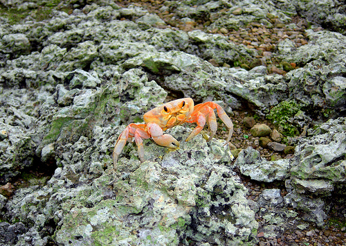 Malpelo Island HK0NA Malpelo Island HK0NA