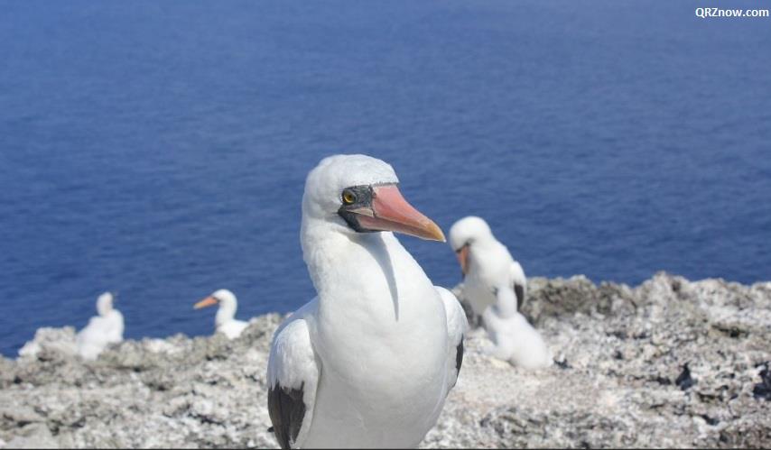 Malpelo Island HK0NA 20