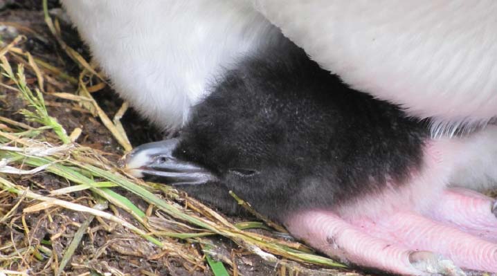 Marion-Island_ZS8M_Pinguin_New-Life