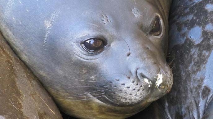 MarionIsland ZS8M Young Female Elephant Seal