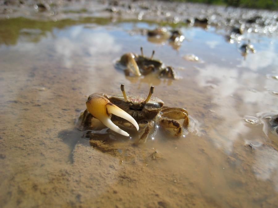 Мартиника FM/F6ARC Крабы Мартиника FM/F6ARC Крабы