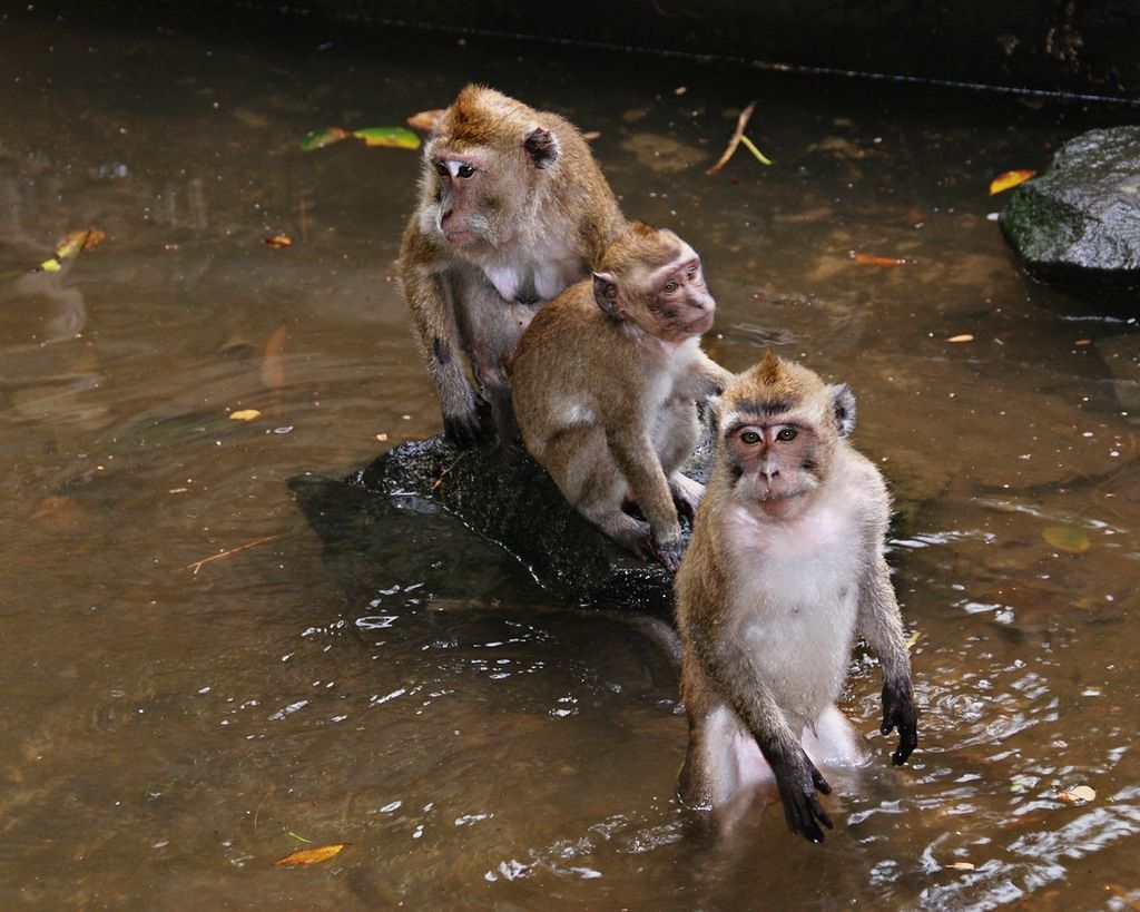 Остров Маврикий 3B8MM Туристические достопримечательности Остров Маврикий 3B8MM Туристические достопримечательности