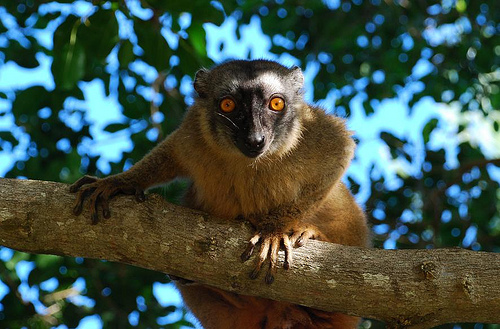 Mayotte Island TO2FH DX News