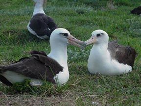 Midway Island DX News